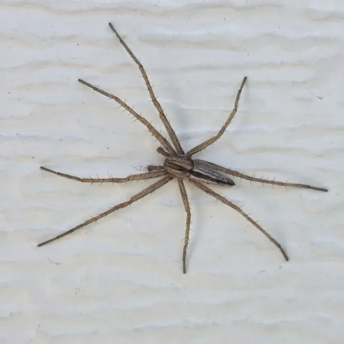 Spider Pinning Workshop