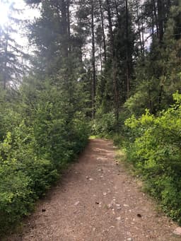 Dirt Hiking trail with brush and green trees on the edges