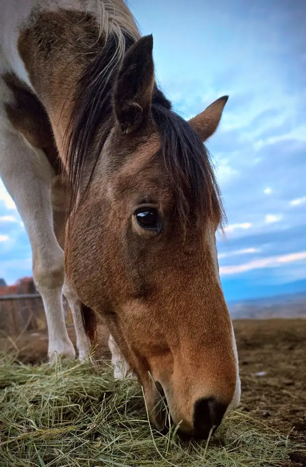 A brown and white horse eats hay outdoors under a cloudy sky.