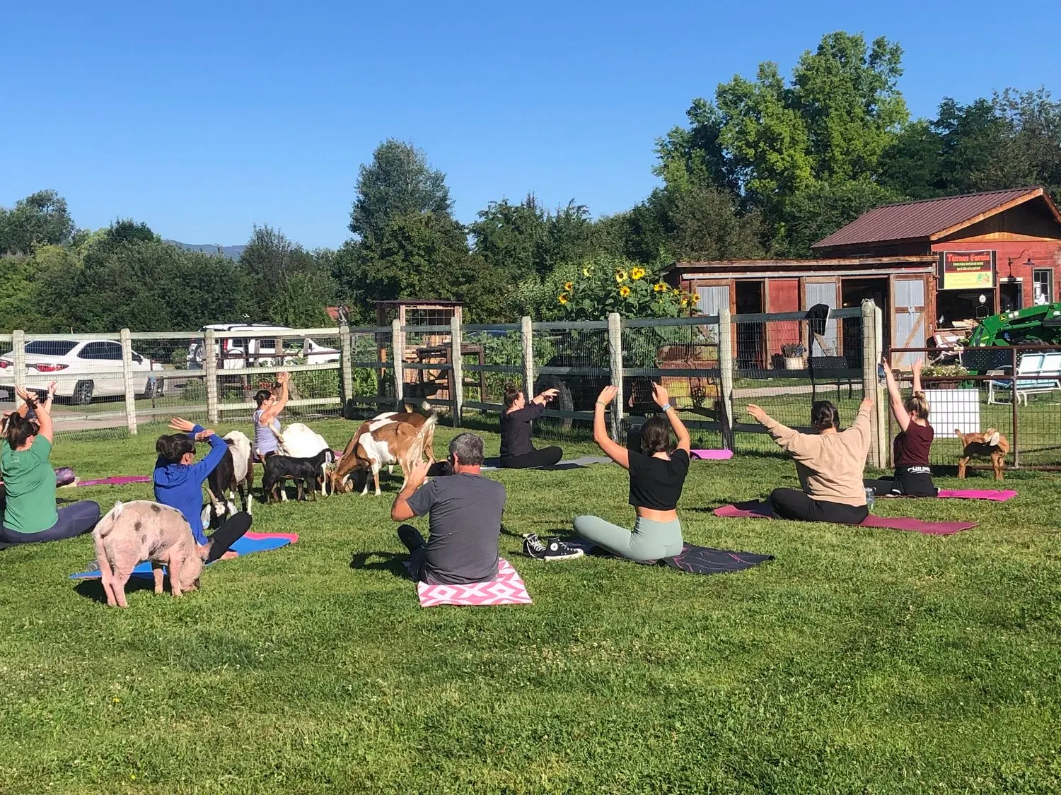 A group of people practice yoga on a grassy farm field while goats and a pig roam nearby.