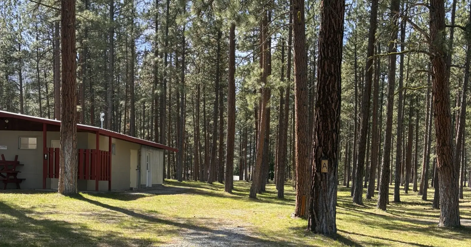 A small building sits nestled within a dense forest of tall pine trees.