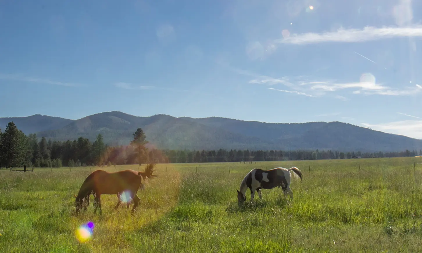 Two horses graze in a grassy field with mountains in the background.