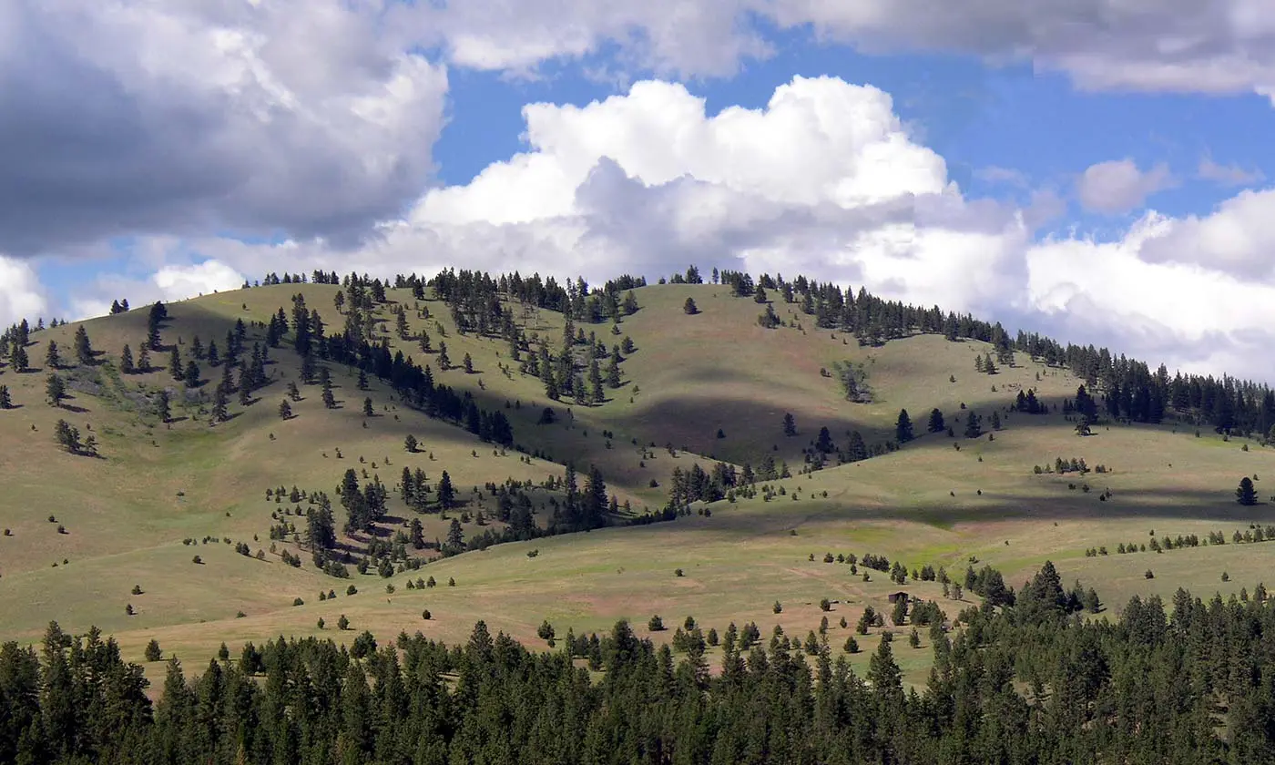 A rolling grassy hillside dotted with evergreen trees under a cloudy sky.