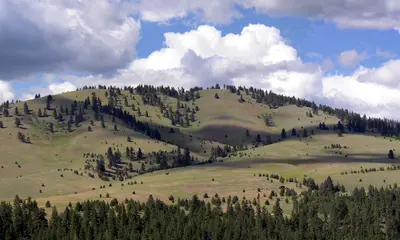 Photo from fvlt.org A rolling grassy hillside dotted with evergreen trees under a cloudy sky.