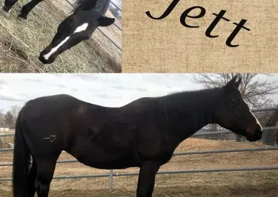 A collage featuring a black horse named Jett showing different views.