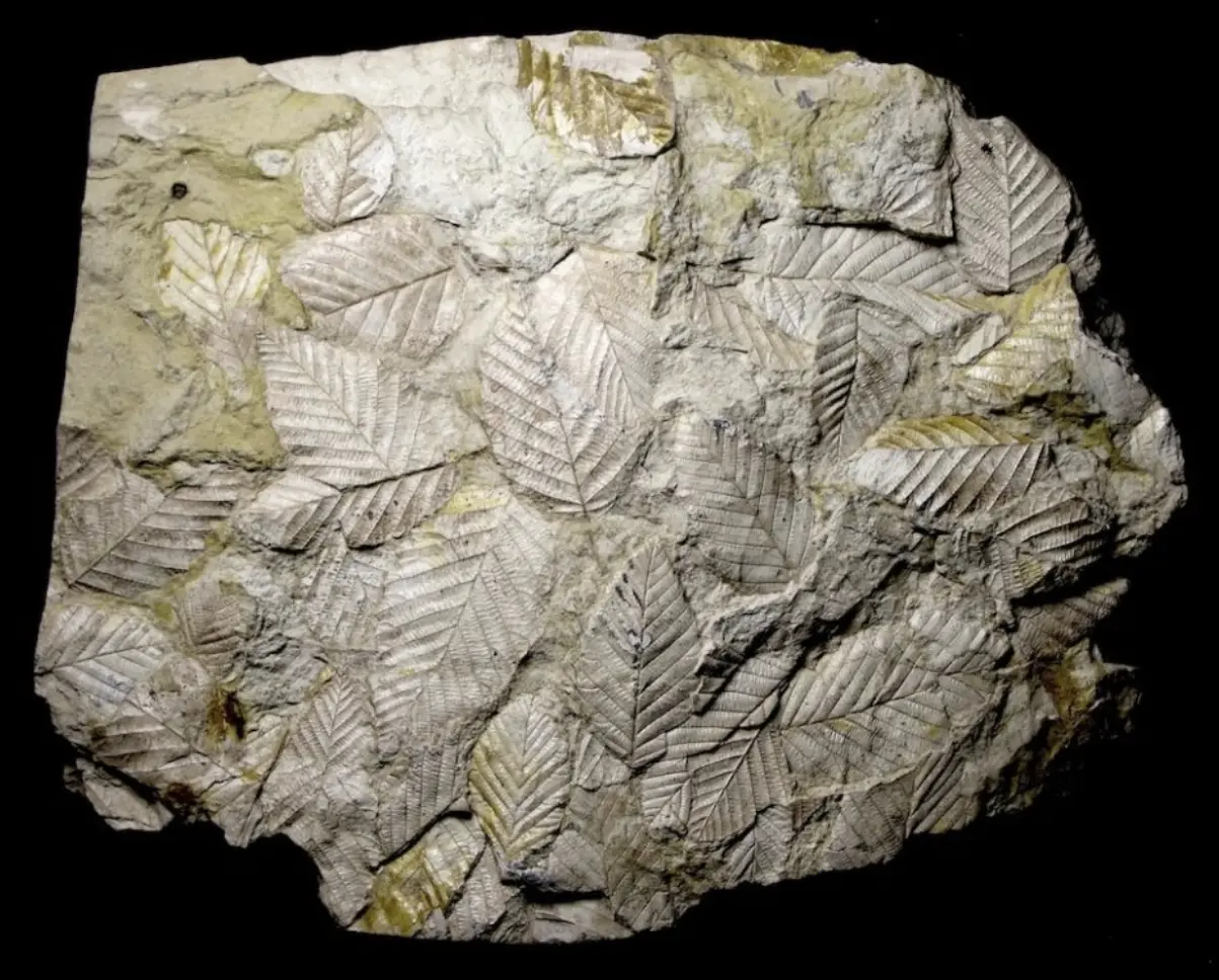 A stone slab displays several detailed leaf fossils imprinted on its surface.