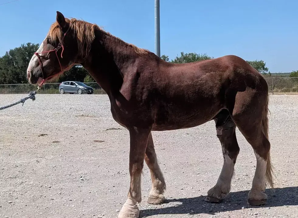 How Beer and Brats Can Help Rescue Western Montana Horses