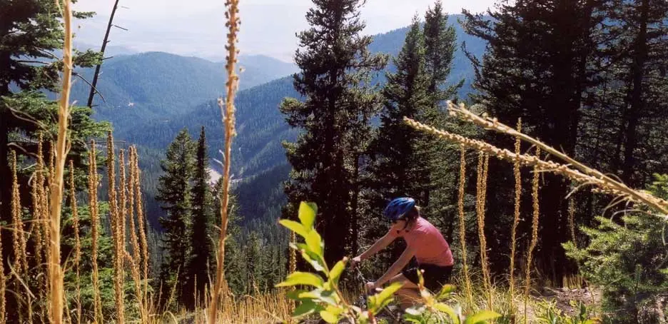 A mountain biker rides along a trail in a forest with a mountainous backdrop.