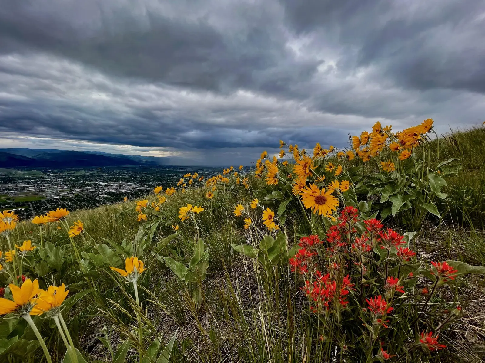 A scenic view of a field of yellow and red wildflowers on a hillside overlooking a valley under a cloudy sky.