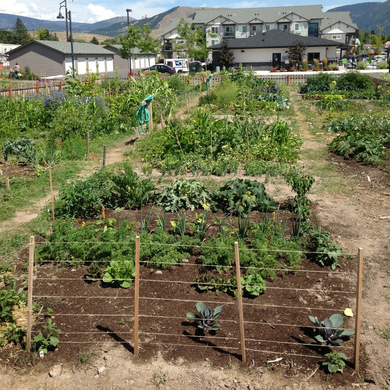 A community garden with various vegetables growing in rows and patches.