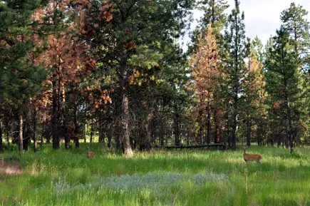 Two deer stand in a grassy meadow in front of a forest of pine trees.