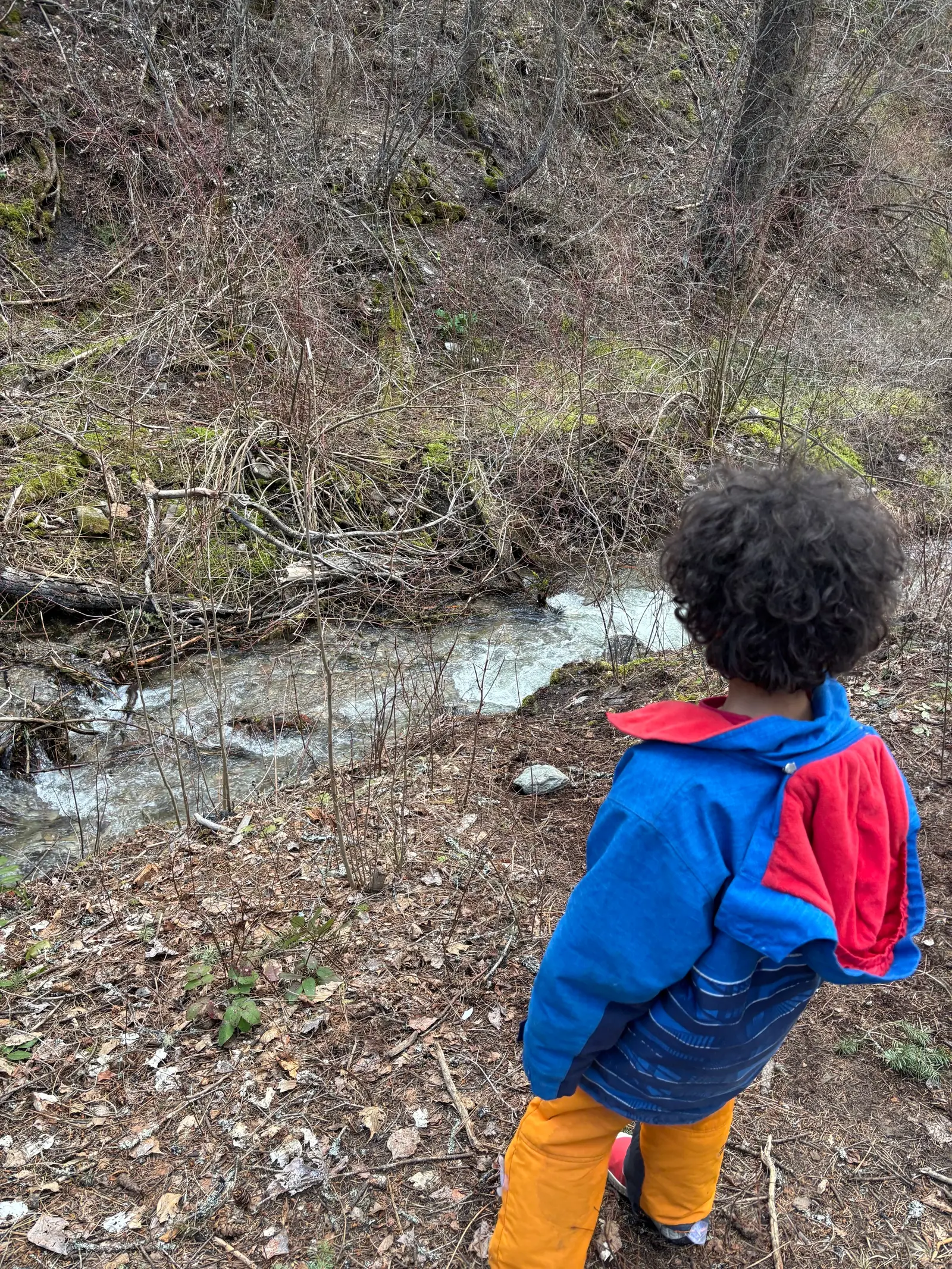 A child viewed from behind observes a small stream in a wooded area.