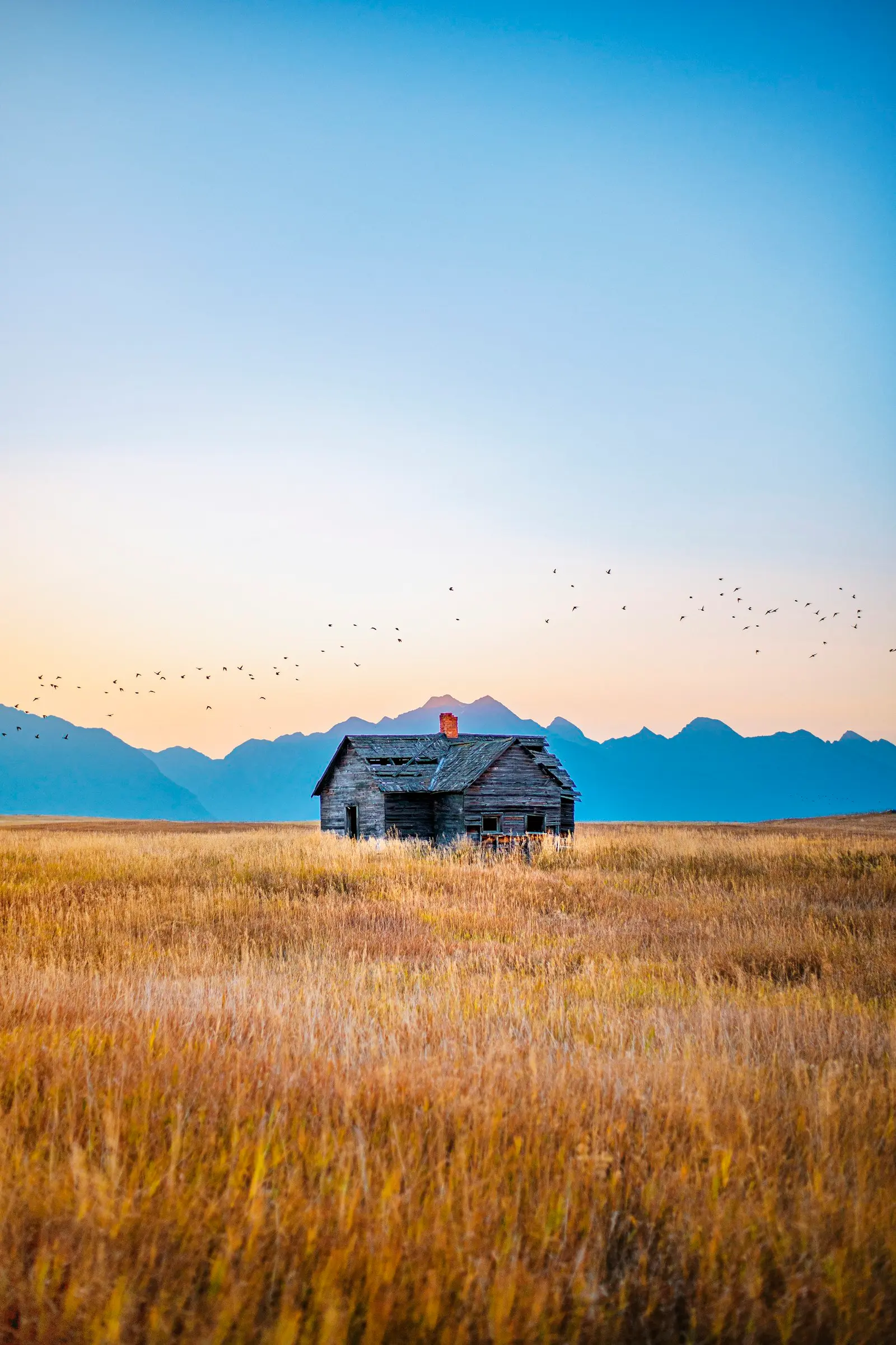 A dilapidated wooden house stands in the middle of a golden field with mountains in the background.