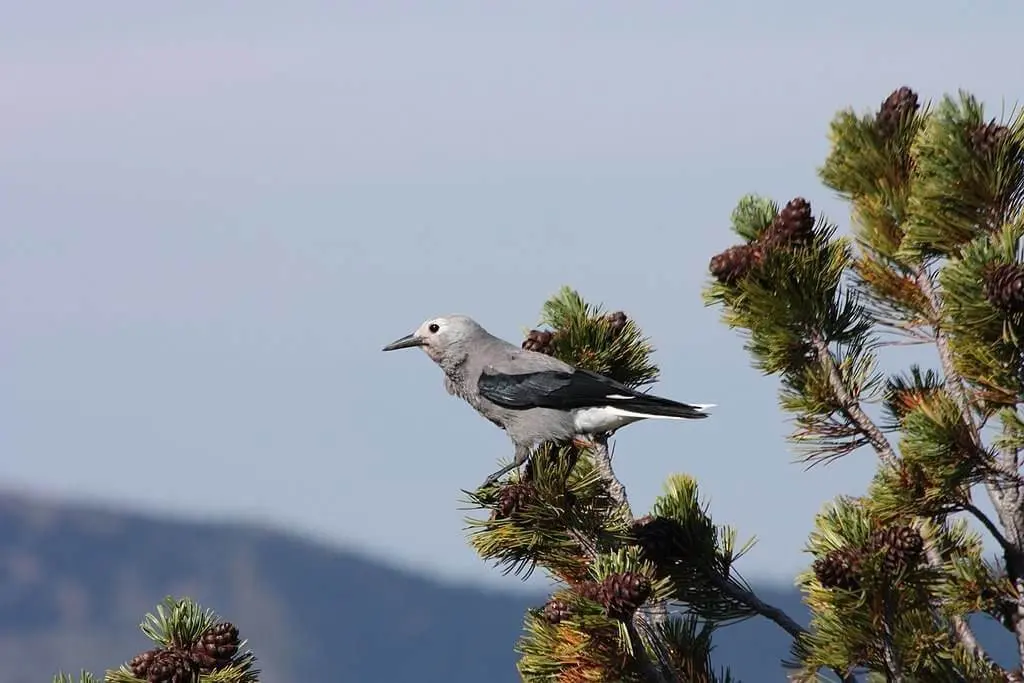 Seed-Stashers & Bird-Pines