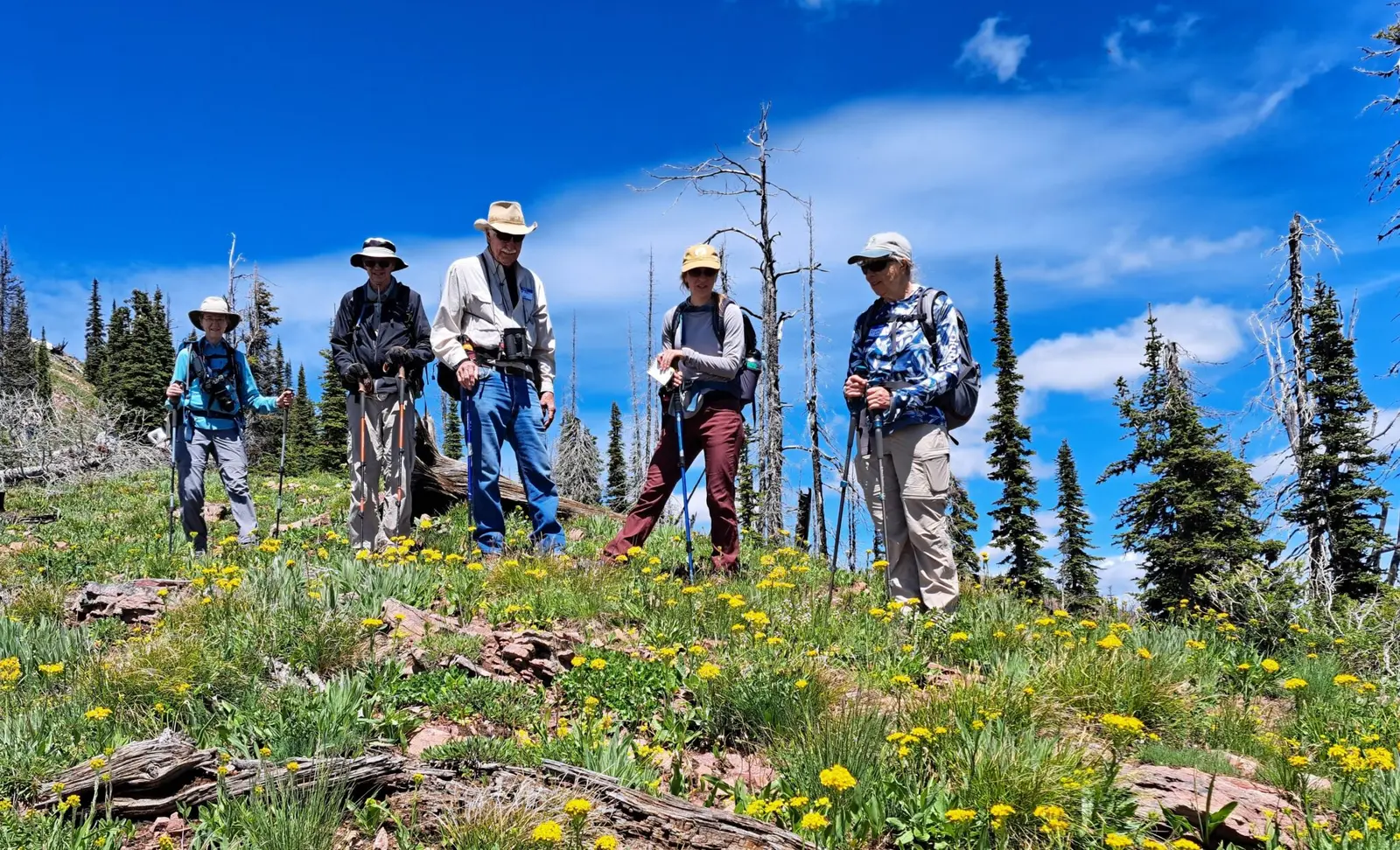 A group of hikers with backpacks and walking sticks stand on a mountain hillside filled with yellow flowers.