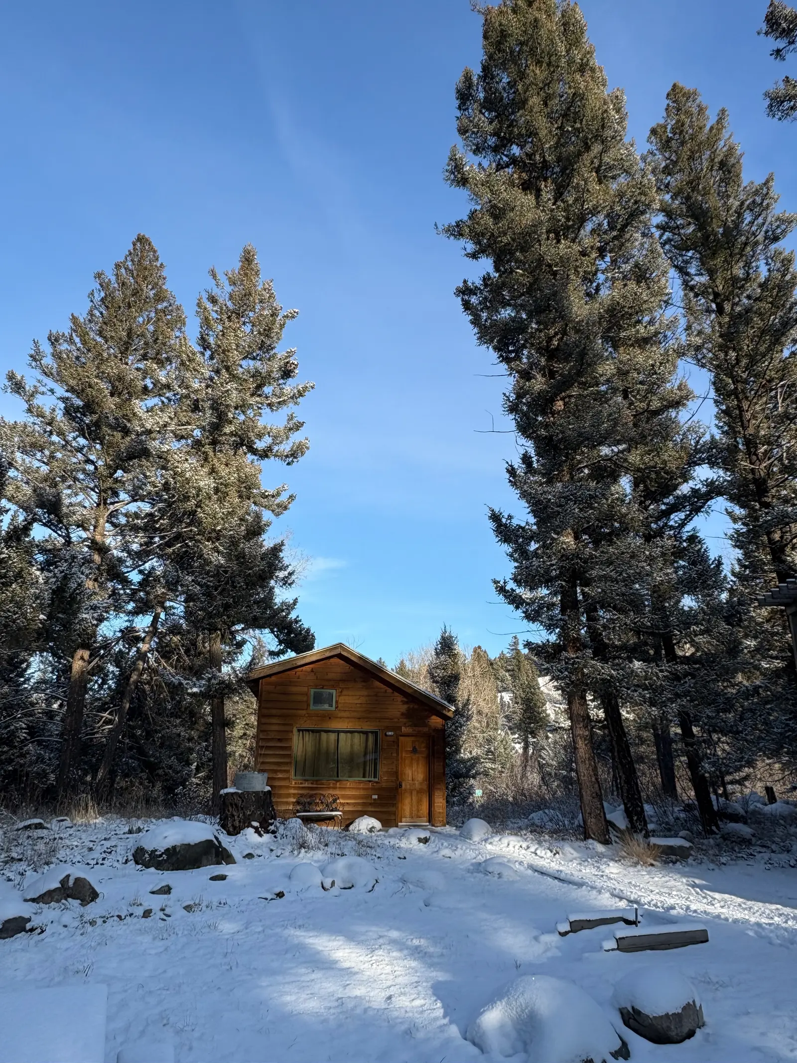 A wooden cabin is situated in a snowy forest surrounded by tall trees.