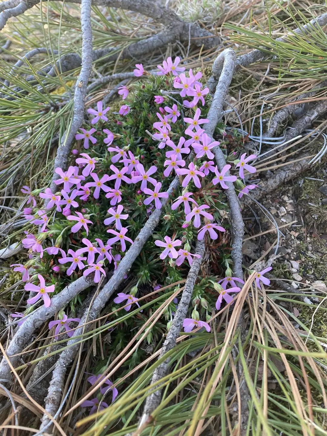 A patch of small pink flowers grows on the forest floor among pine needles and twigs.