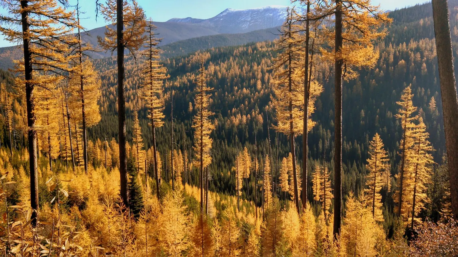 A scenic mountain landscape is filled with golden-needled larch trees in autumn.