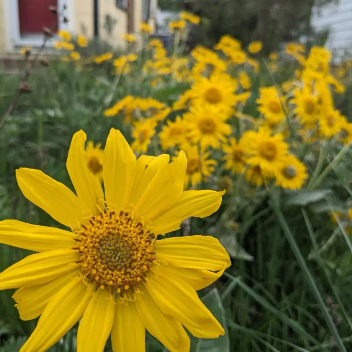 A close-up of a vibrant yellow wildflower in a field of similar blossoms.