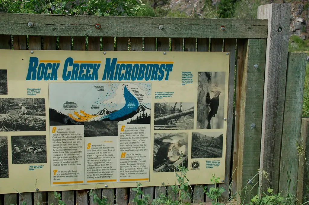 An informational sign explains the concept of a microburst and its impact on the local forest ecosystem.