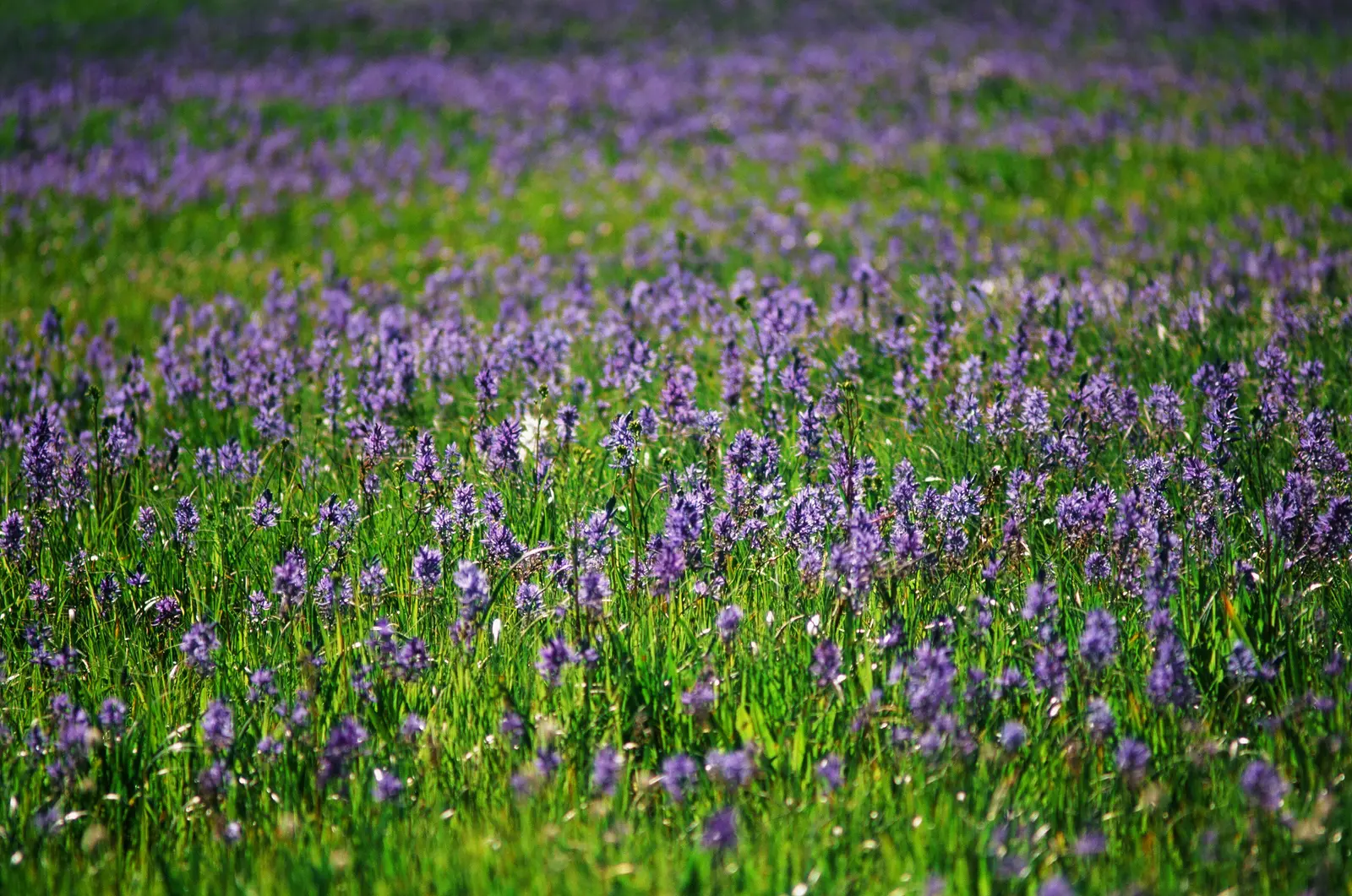 A field is filled with many purple wildflowers among green grasses.