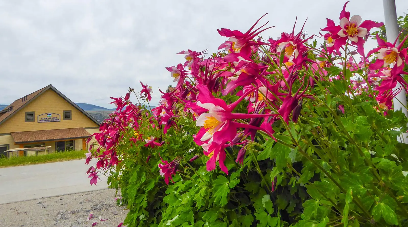 A bed of bright pink columbine flowers grows in front of a yellow wellness center building.