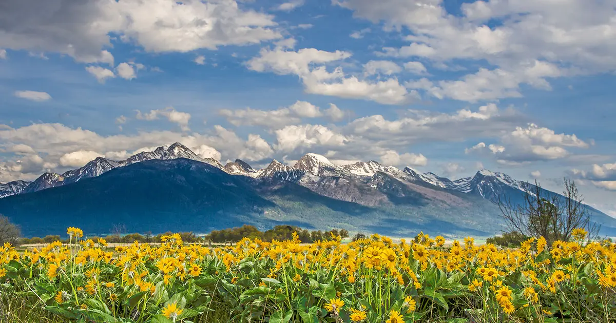 A field of yellow wildflowers blooms in front of a majestic snow-capped mountain range under a cloudy blue sky.