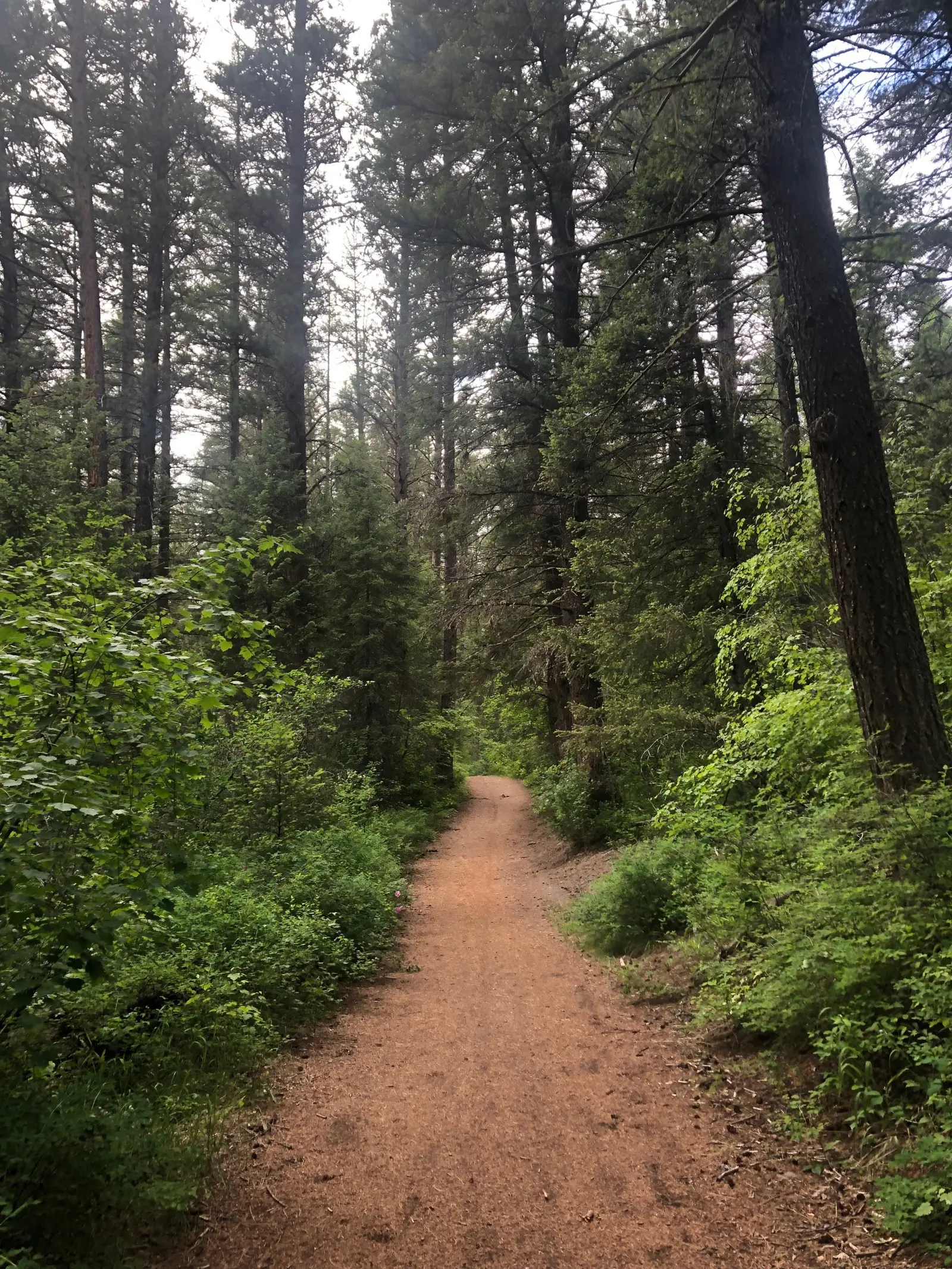 Dirt trail with trees and brush