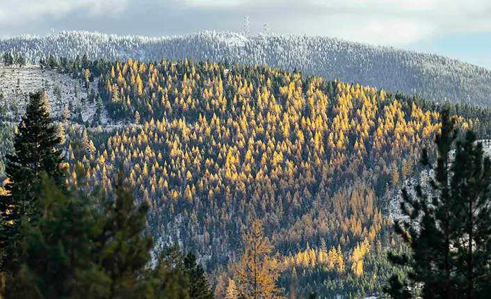 A forested mountain landscape features a mix of golden yellow larches and green evergreens with a dusting of snow.