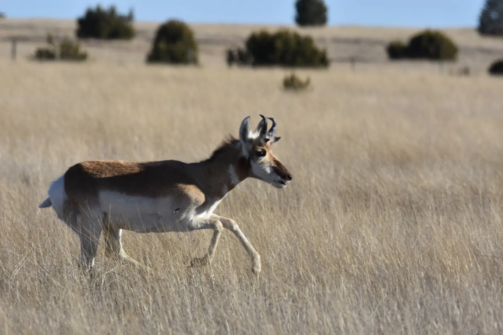 Pronghorn