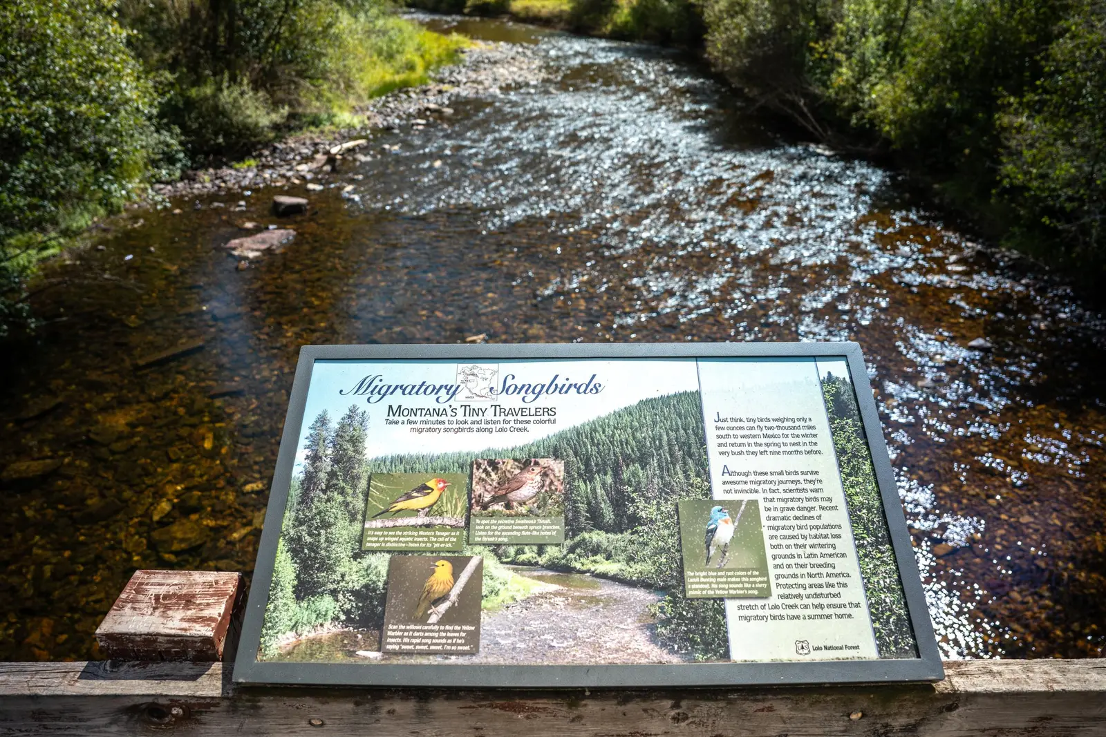 Image of the Lolo Creek at the Lolo Creek Campground on the Lolo National Forest, Montana.