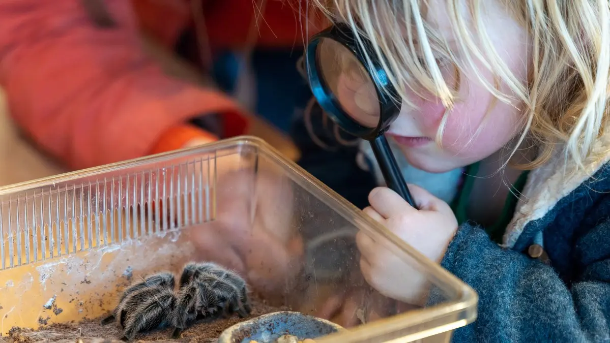A child uses a magnifying glass to examine a tarantula in a plastic enclosure.