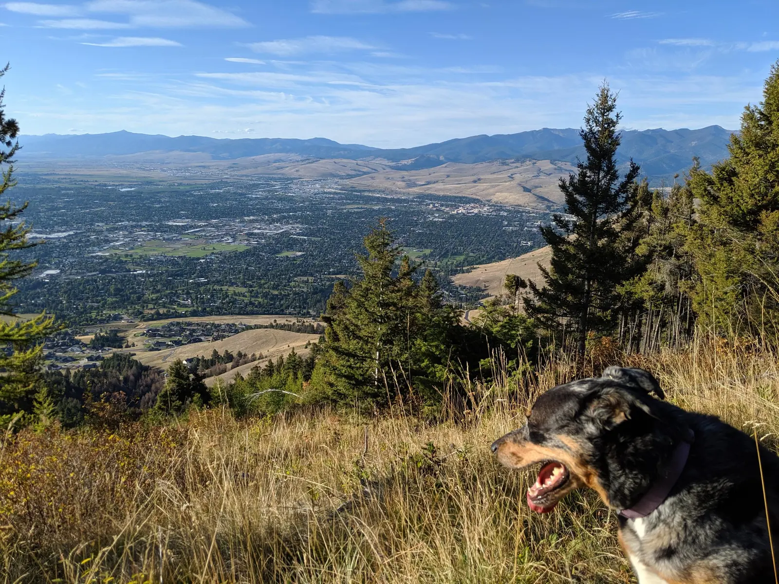 A dog looks out over a valley view from a grassy hillside.