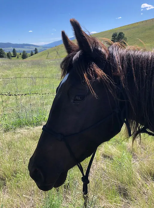 A dark-colored horse wearing a halter stands in a grassy field.