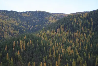A dense forest covers rolling mountains with a mix of evergreen and deciduous trees.