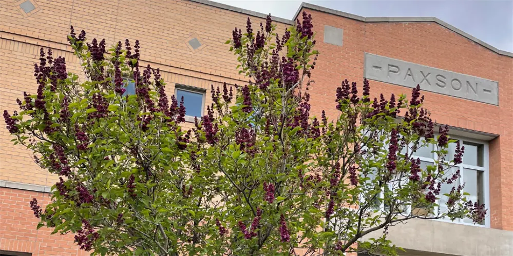 Paxson school name on side of building with lilac tree in front
