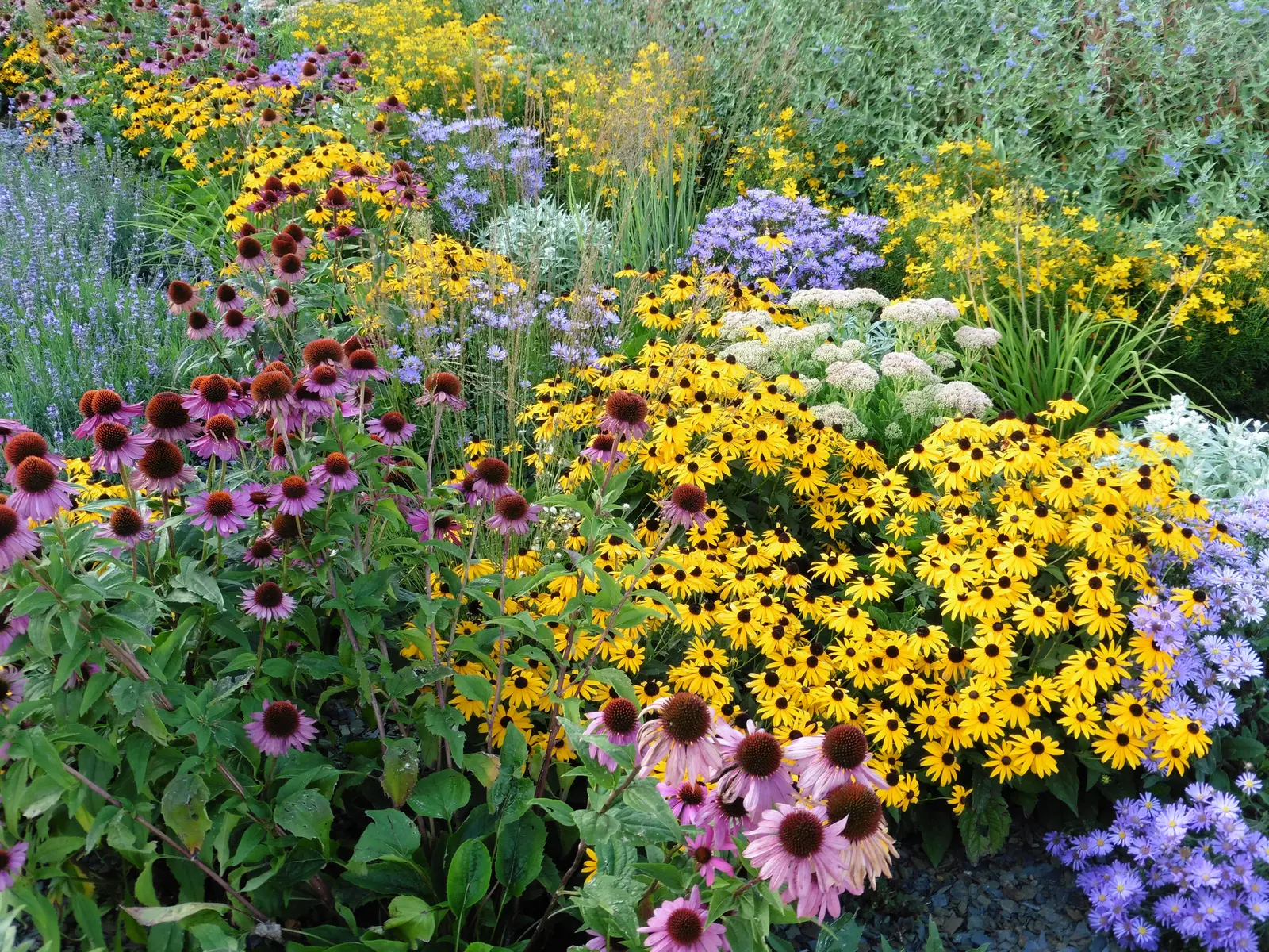 A garden bed is filled with purple coneflowers and various yellow and blue wildflowers.