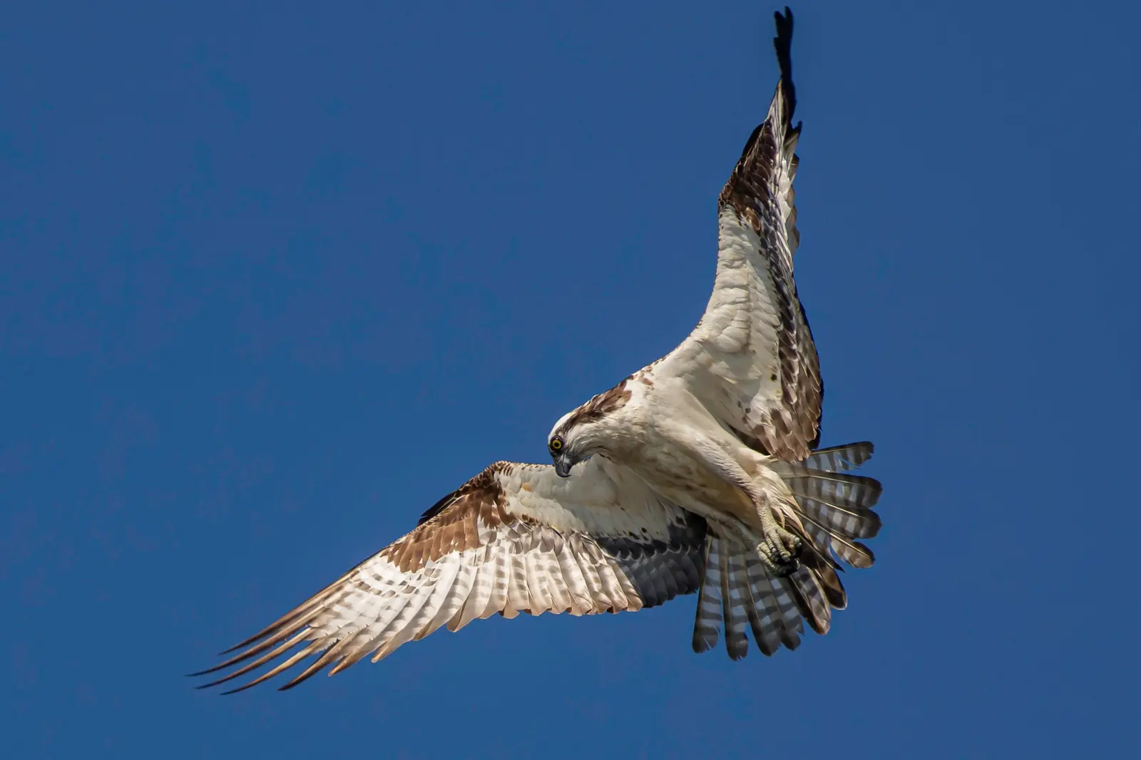 Osprey