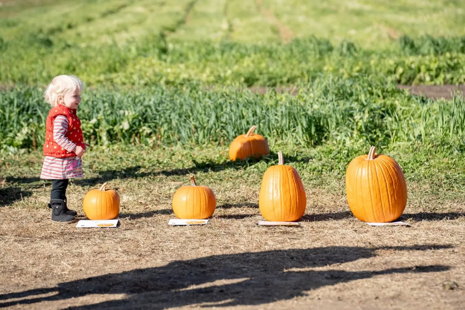 A young child stands next to a row of pumpkins in a field.