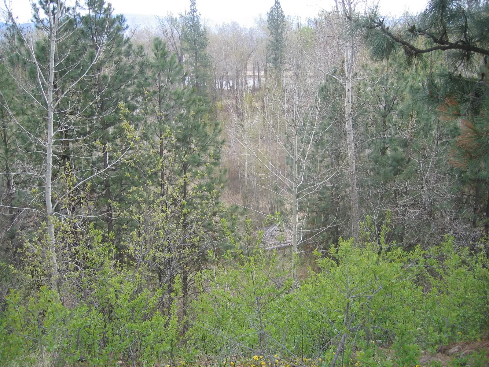 Bass Creek
