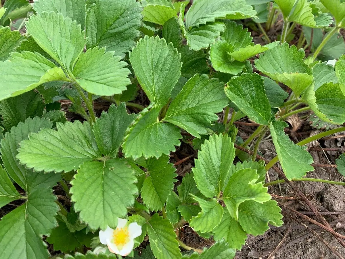 Berry Plant Sale! Yeehaw!