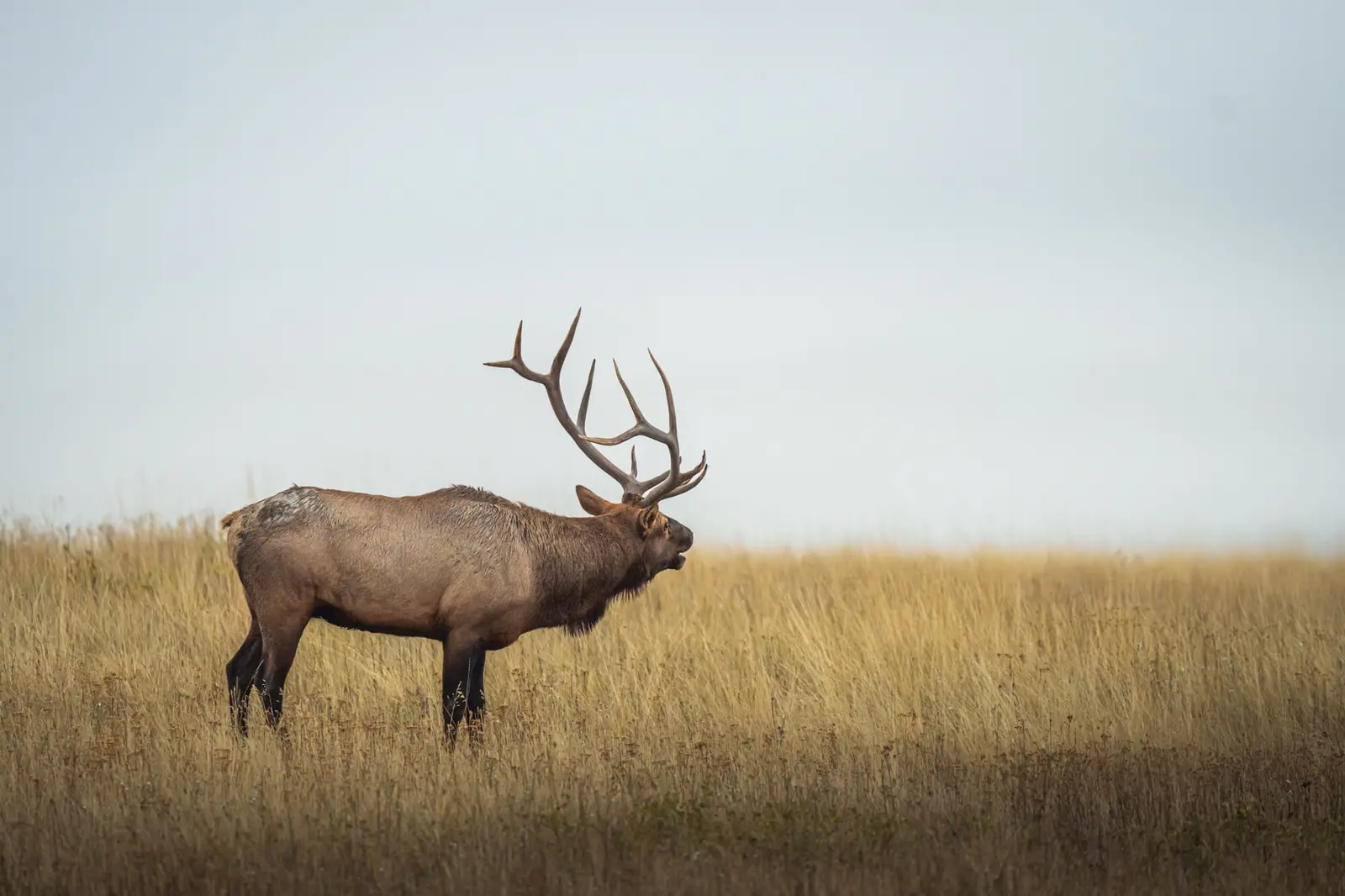 An elk stands in a grassy field.