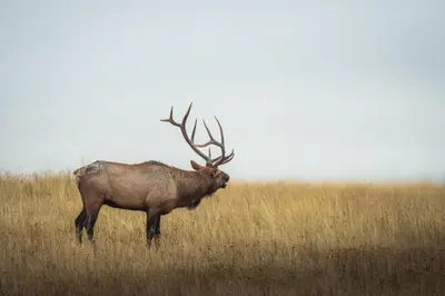 Photo from rmef.org An elk stands in a grassy field.