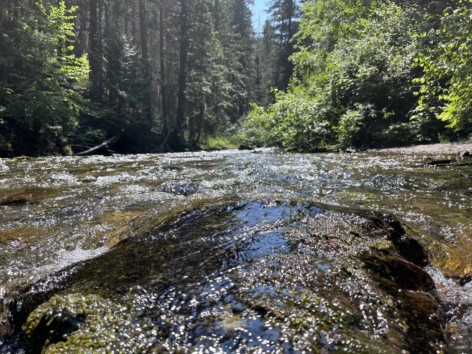 Image of Trout Creek at the Trout Creek Campground on the Lolo National Forest, Montana.
