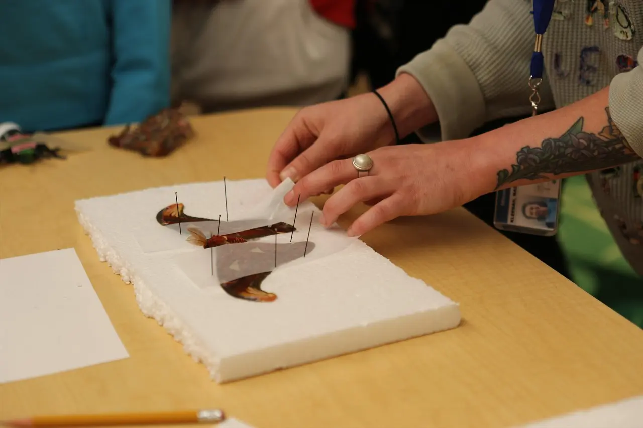 A person arranges translucent paper over a moth pinned to a foam block.