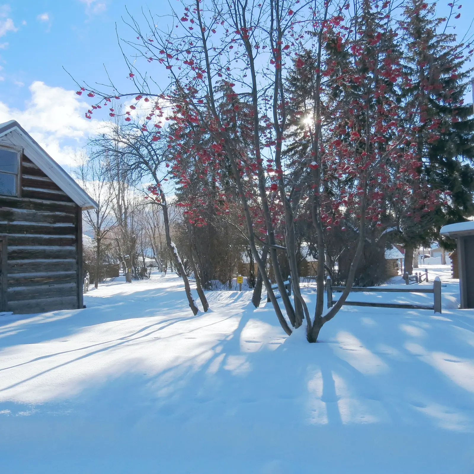 A snow-covered yard features a tree with red berries in front of a rustic wooden building.