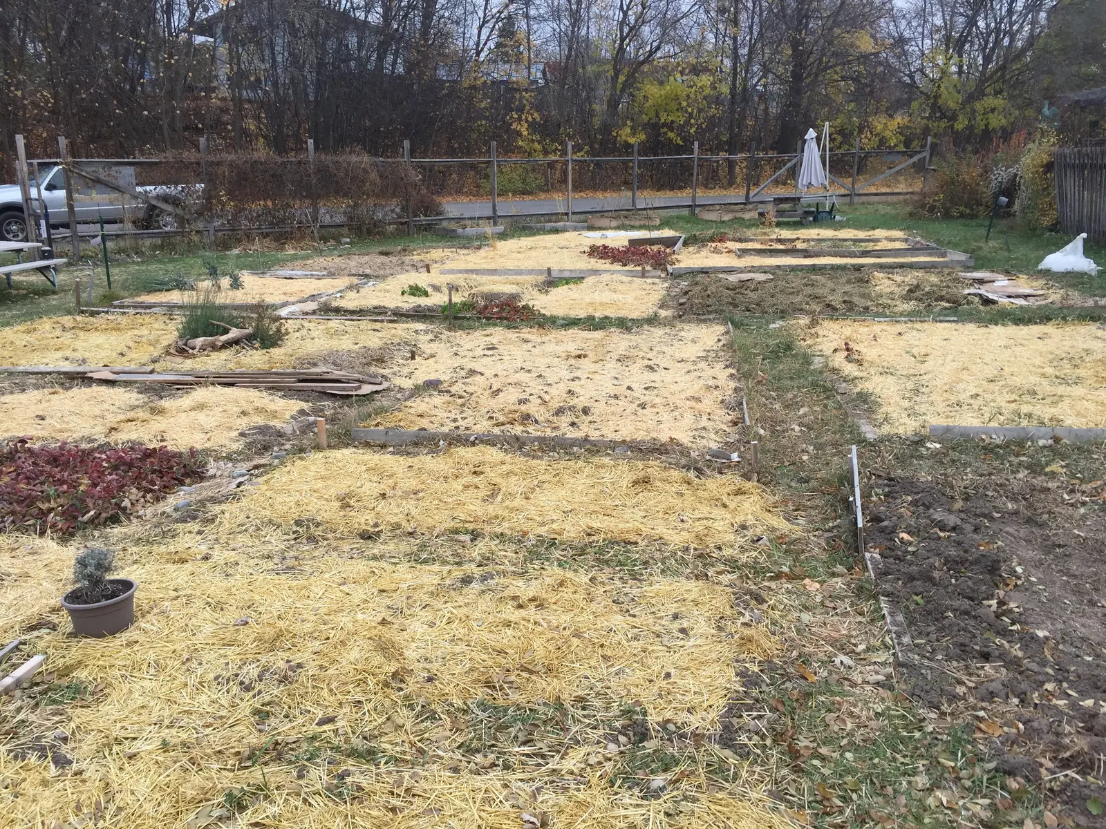 A garden with several raised beds covered in straw for the autumn season.