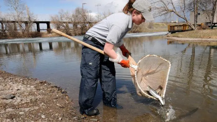 McCormick Park pond stocked with rainbow trout for kids to fish