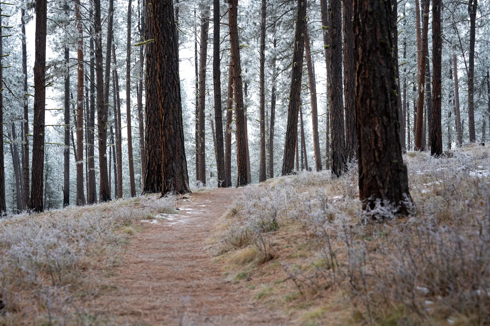 A narrow dirt path leads through a forest with frosted trees.