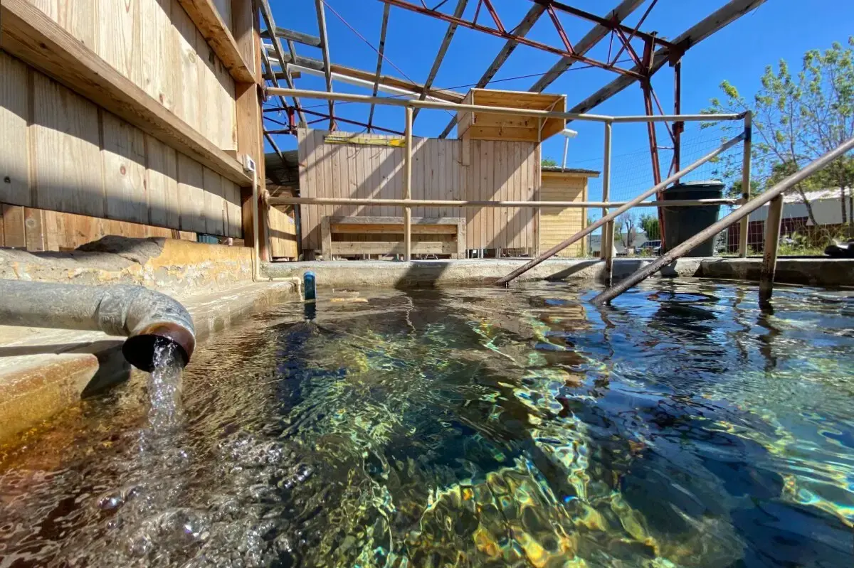 A pipe pours water into an outdoor pool under a wooden structure.